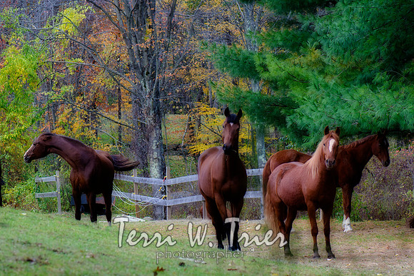 H-Fall Horses