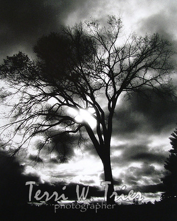 H-Angel Tree