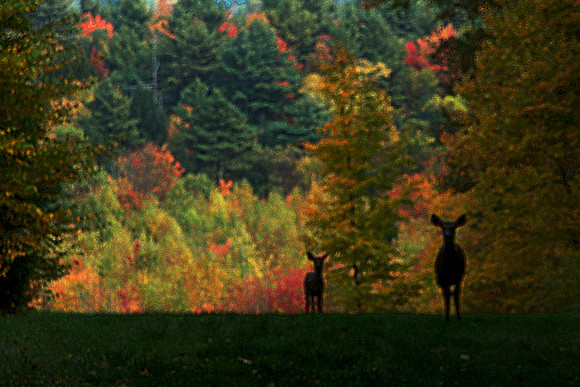 H-Deer Fall