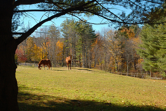 H-Depot Horses