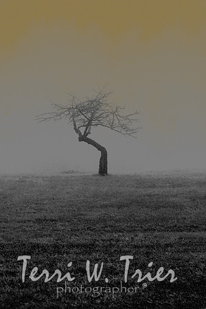 H-Field of Fog02