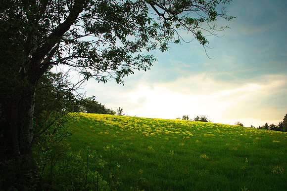 H-Huntington Field
