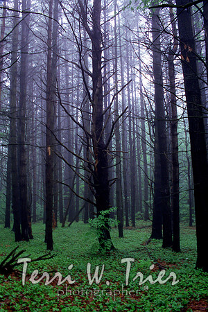 H-Pine Trees