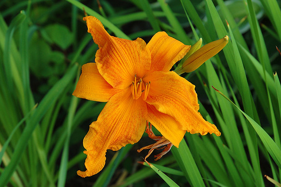 F-Orange Lilly