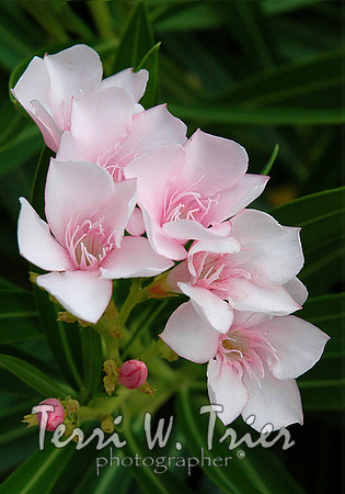 F-Pink