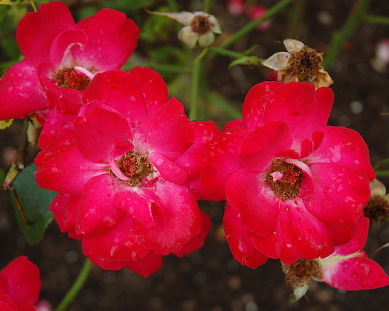 F-Pink2