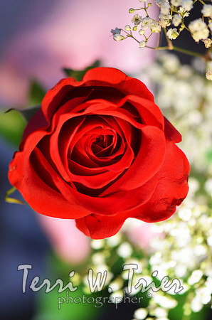 F-VDFlowers