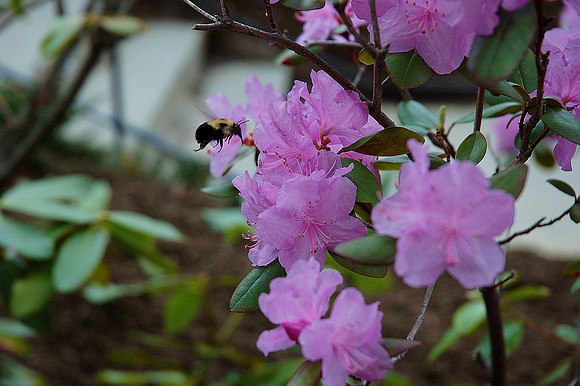F-Violet Bee