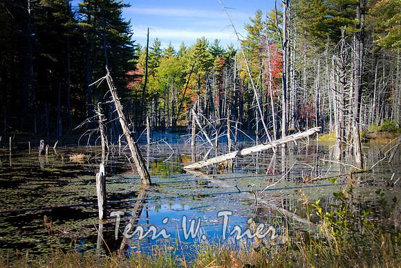 F-2015 fall06