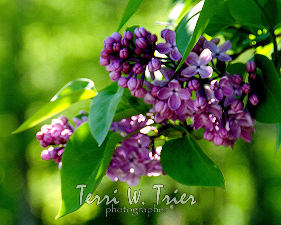 F-Lilacs1