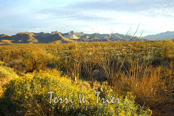 Arizona35