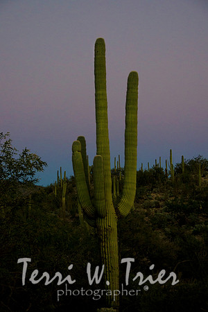 Arizona23
