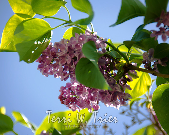 F-Lilacs2