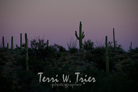 Arizona21