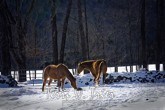 H-Horses winter