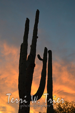 Arizona34