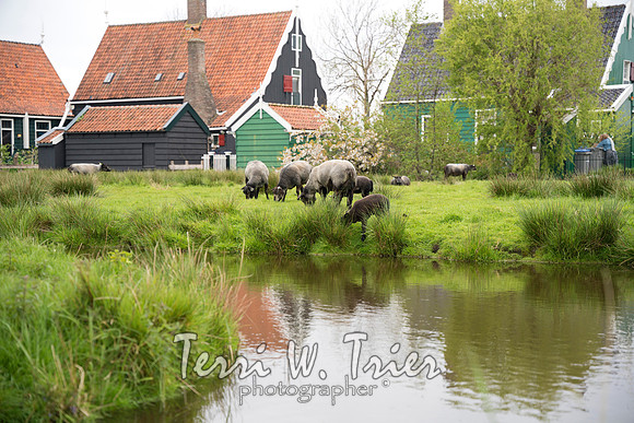 T-Netherlands02