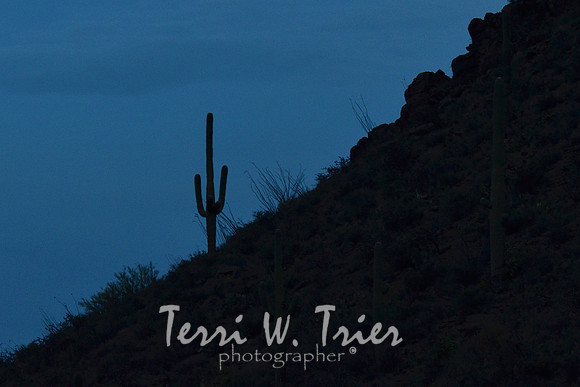 Arizona06