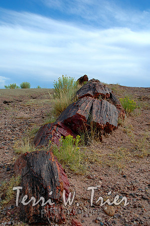 Arizona04