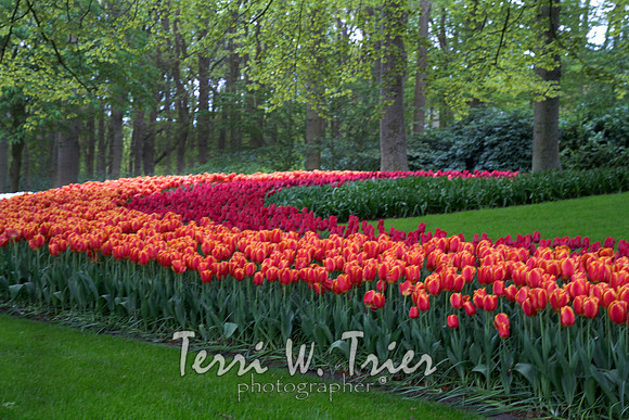 T-Netherlands05