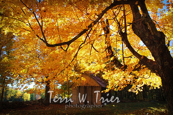 H-Autumn Burst