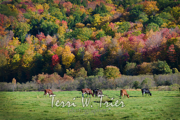 F-2015 fall07