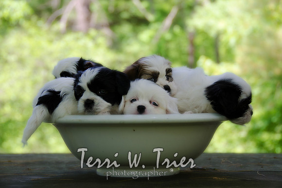 puppies08