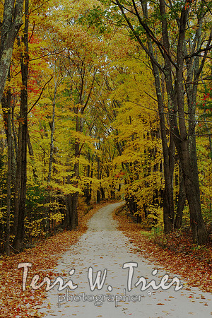 H-Foliage Ray rd.